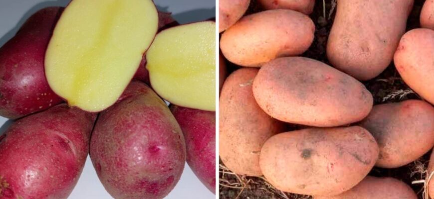 Навіть не Белла Росса: 2 сорти картоплі, які точно посаджу у 2026 – вони просто рекордсмени гарного врожаю