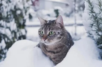 Чи буде цього року рання зима: коли очікувати морозів