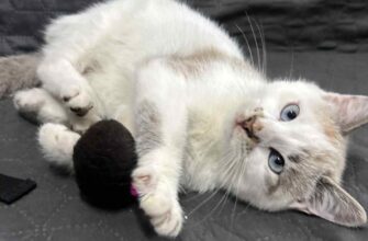 Кошеня, яке розмальовувала дитина на Львівщині – конфіскували: рішення суду