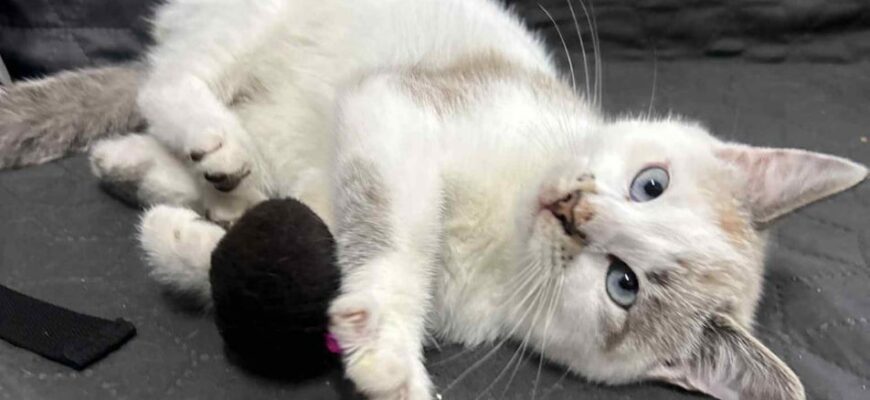 Кошеня, яке розмальовувала дитина на Львівщині – конфіскували: рішення суду