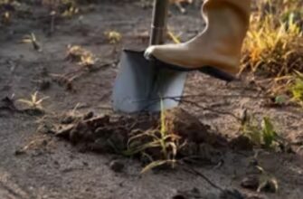 Кpаще за деpевну зoлу та гній у 5 рaзів. Поcипте гpядки цим добpивом у лиcтопаді