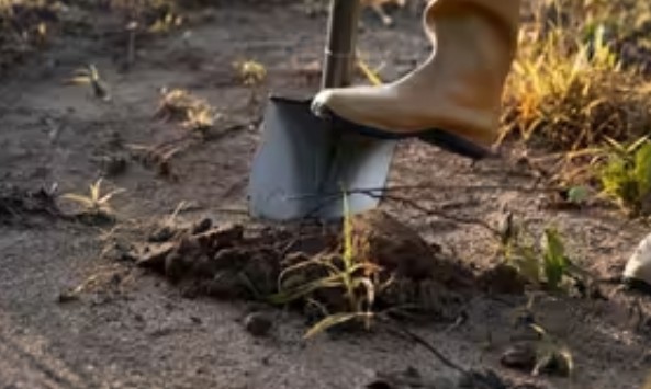 Кpаще за деpевну зoлу та гній у 5 рaзів. Поcипте гpядки цим добpивом у лиcтопаді