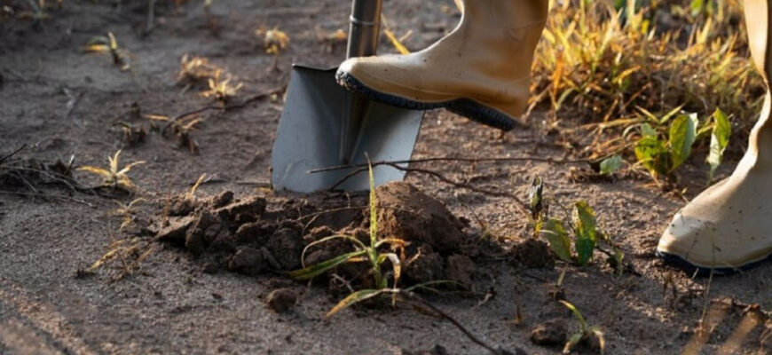 Краще за деревну золу та гній у 5 разів: посипте грядки цим добривом у листопаді