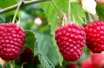 Покладіть під малину одну жменю цього добрива: і навесні молоді пагони попруть, як на дріжджах