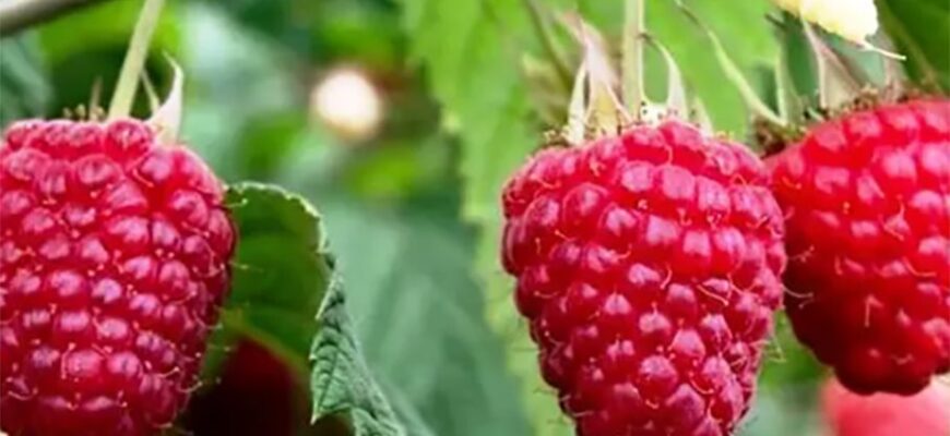 Покладіть під малину одну жменю цього добрива: і навесні молоді пагони попруть, як на дріжджах