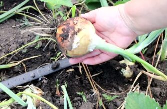 Цибуля не любить ці 3 добрива: замість великих цибулин і соковитого пера буде дрібнота