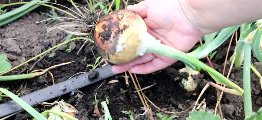 Цибуля не любить ці 3 добрива: замість великих цибулин і соковитого пера буде дрібнота