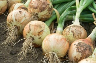 Пролежить свіжою до весни 2026: 1 лайфхак, як зберігати цибулю в домашніх умовах без гниття