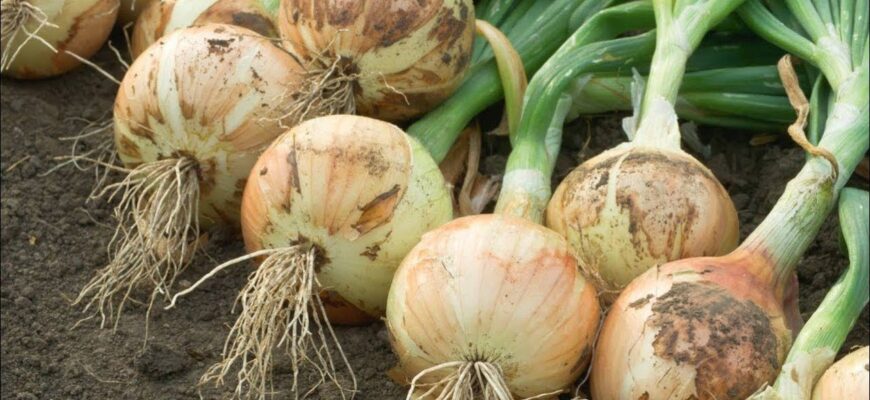 Пролежить свіжою до весни 2026: 1 лайфхак, як зберігати цибулю в домашніх умовах без гниття