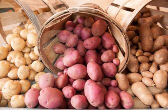 1 підживка в ґрунт восени – і бульба скаже вам “дякую”: чим підгодувати ділянку в листопаді