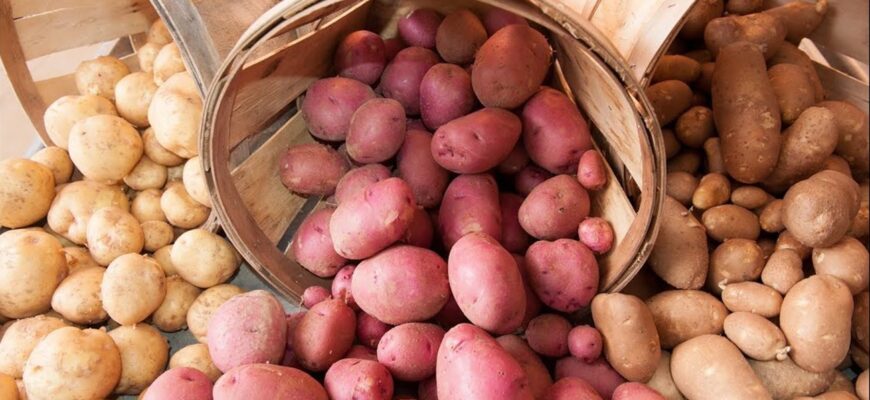 1 підживка в ґрунт восени – і бульба скаже вам “дякую”: чим підгодувати ділянку в листопаді