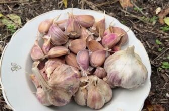 Ідеальне “покривало” для часника: щозими утеплюю його цим, і збираю головки розміром з кулак