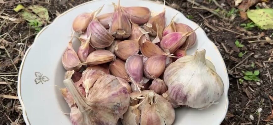 Ідеальне “покривало” для часника: щозими утеплюю його цим, і збираю головки розміром з кулак