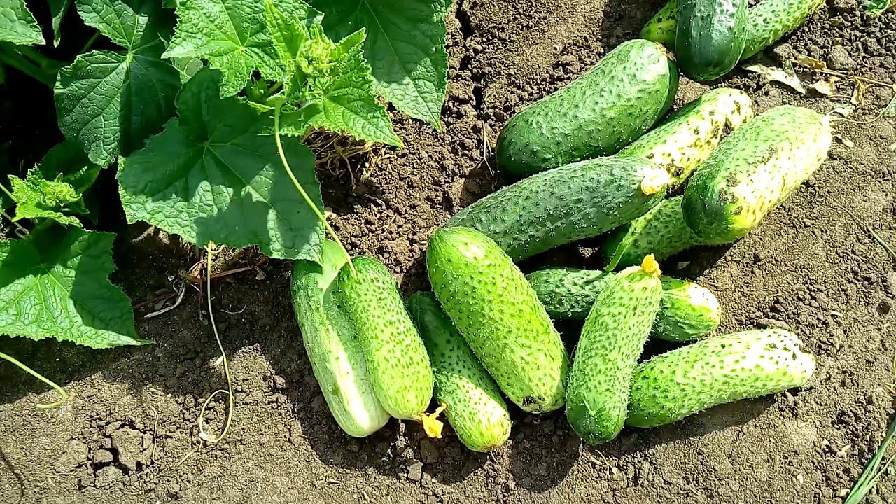 Агрономи розсекретили сорти огірків, які не рекомендуються для посадки Агрономи розсекретили сорти огірків, які не рекомендуються для посадки