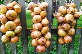 Пролежить цілим і свіжим 6 місяців: як зберігати врожай цибулі в домашніх умовах