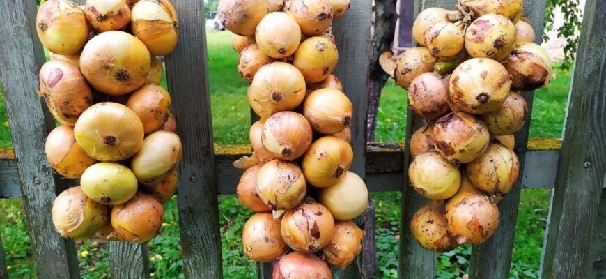 Пролежить цілим і свіжим 6 місяців: як зберігати врожай цибулі в домашніх умовах