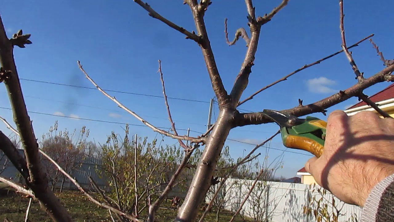 Принципи обрізки черешні в саду