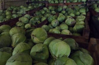 Як зберегти капусту свіжою в погребі до весни 2026-го: 1 простий лайфхак від бабусі з Вінниці