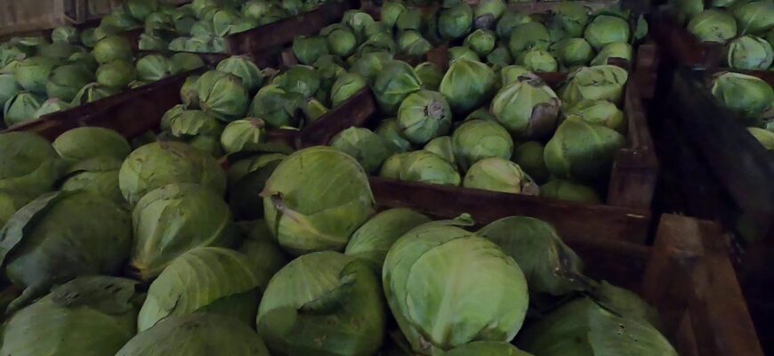 Як зберегти капусту свіжою в погребі до весни 2026-го: 1 простий лайфхак від бабусі з Вінниці