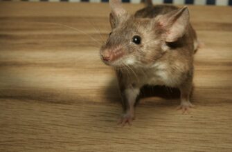 Миші тікають, як “ошпарені”: змішала 2 копійчані засоби – і від гризунів не залишилось і сліду!