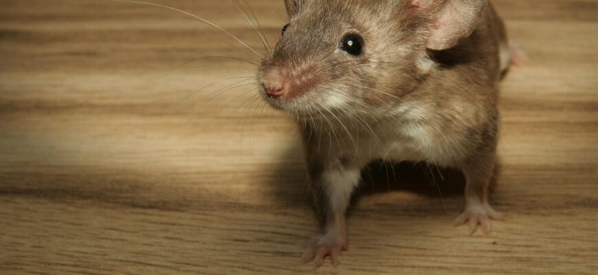 Миші тікають, як “ошпарені”: змішала 2 копійчані засоби – і від гризунів не залишилось і сліду!