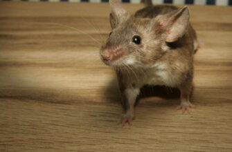 Як захисти дім і комору взимку від мишей — підказав мій 89-річний дідусь із села на Полтавщині: 1 інгредієнт