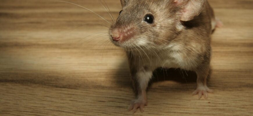 Як захисти дім і комору взимку від мишей — підказав мій 89-річний дідусь із села на Полтавщині: 1 інгредієнт