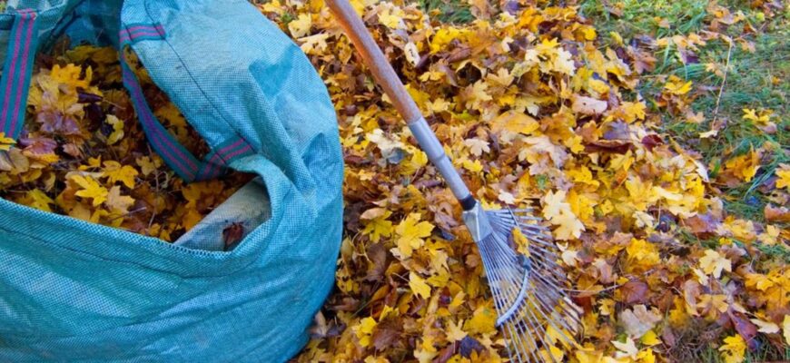 Листя з дерев не спалюю: кладу під ягоди та цибулю – мульча працює краще за 3 елітні підживлення