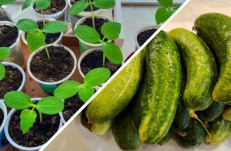 Обираю тільки 1 сорт огірків на розсаду: 18 років тому спробувала вперше – і тепер це мій фаворит