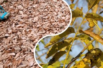 Одні сусіди спалюють, інші – вивозять тачками, а я збираю листя горіха і маю 3 мішки “радості” для городу