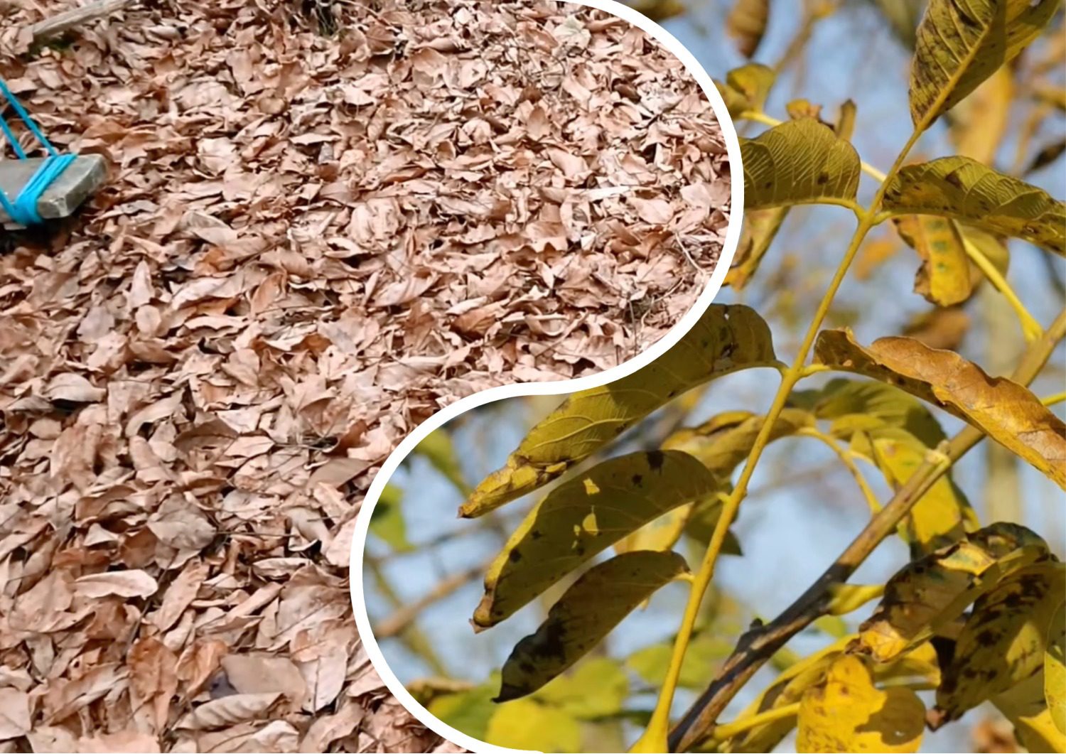 Експерти розповіли, чому не варто спалювати осіннє листя 