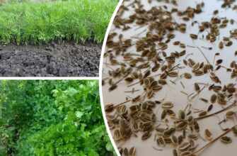 Посіяла кріп у грудні, а навесні маю “килим” із зелені раніше за сусідів: 2 поради для щедрого врожаю