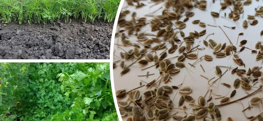 Посіяла кріп у грудні, а навесні маю “килим” із зелені раніше за сусідів: 2 поради для щедрого врожаю