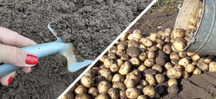 Прикопала 1 “штучку” там, де у 2026 буде картопля: сусіди з перегноєм сидять без врожаю, а я зберу 100 кг