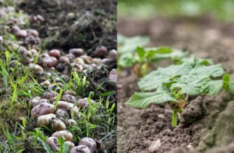 Краще за деревну золу та гній у 5 разів: у листопаді просто посипте грядки ось цим добривом