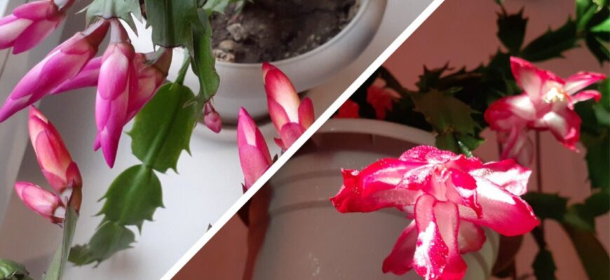 Що зробити з декабристом у листопаді, аби він давав рясне цвітіння: 2 поради, які розповіла мені бабуся