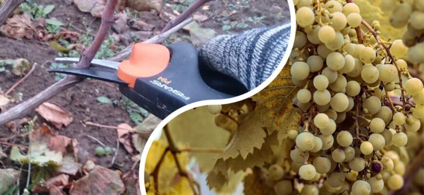 Старенький сусід-виноградар дав на посадку чубуків: навчив, як правильно їх різати, зберігати та висаджувати