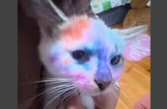 На Львівщині оштрафували батька, бо його донька розмалювала кота фломастерами