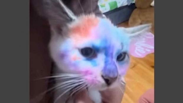 На Львівщині оштрафували батька, бо його донька розмалювала кота фломастерами