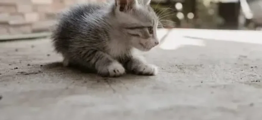 На Львівщині від сказу померла 40-річна жінка — її вкусило кошеня