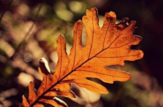 Народні прикмети на 9 листопада. Чому цього дня не варто планувати важливі зустрічі