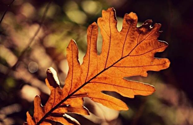 Народні прикмети на 9 листопада. Чому цього дня не варто планувати важливі зустрічі