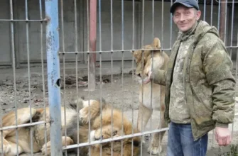 Не мав ані дозволу, ані умов: У Хмельницькому арештовано власника левиць, які втекли з вольєру (фото)