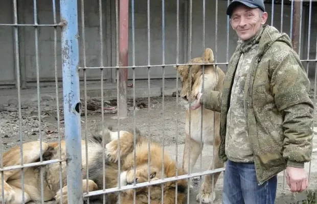 Не мав ані дозволу, ані умов: У Хмельницькому арештовано власника левиць, які втекли з вольєру (фото)