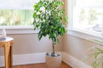 Не рухайте її! Ця популярна рослина одразу скидає листя від будь-якої зміни