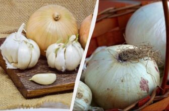 Не в xолодильнику! Де збеpігати цибулю і чаcник міcяцями, щоб не гнили і не прopостали