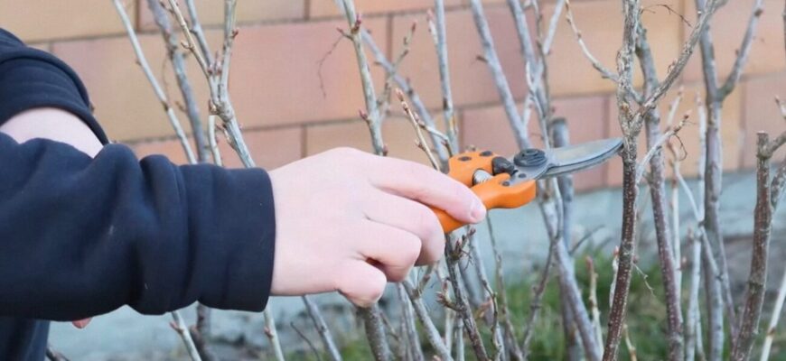 1 осіння хитрість, і смородина дає максимально багато ягід: завжди робив так, і працює