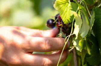 Збираю з кожного куща смородини по відру ягід: схема обрізки, про яку мовчать садівники та не знають сусіди