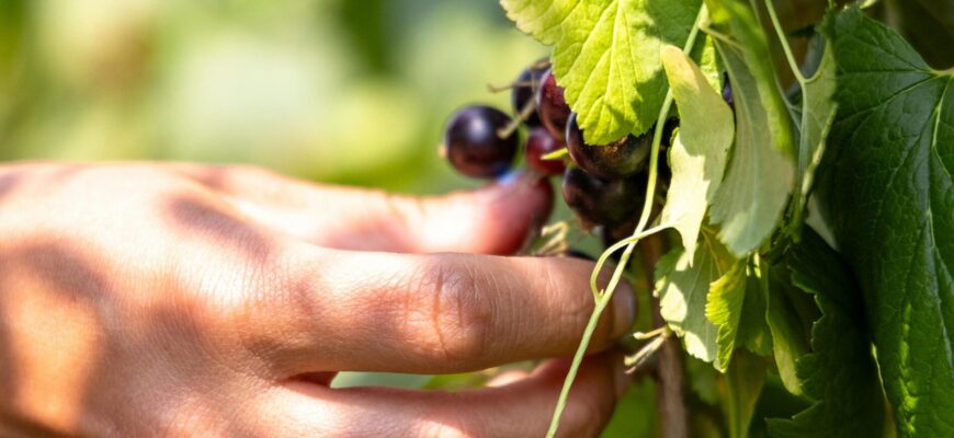 Збираю з кожного куща смородини по відру ягід: схема обрізки, про яку мовчать садівники та не знають сусіди