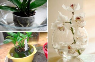 Усі підсушують орхідею, а я навпаки замочую: квітує рясно по 5 разів на рік – моя улюблена красуня